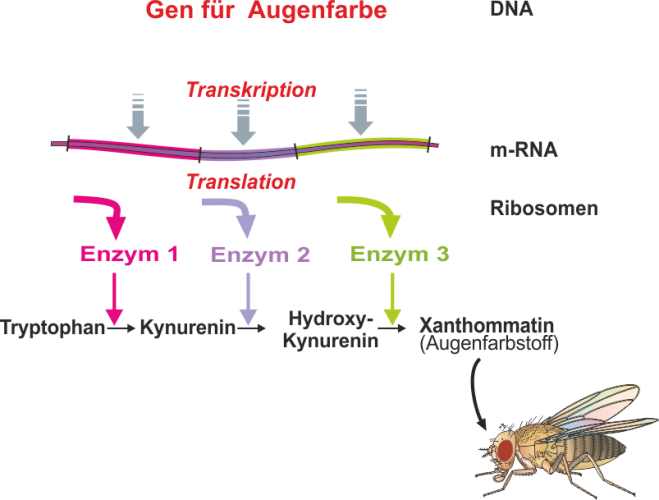 Genexpression - Augenfarbstoff von  Drosophila